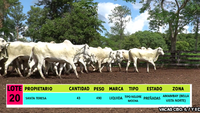 Lote LOTE 20 - 43 VACAS PREÑADAS