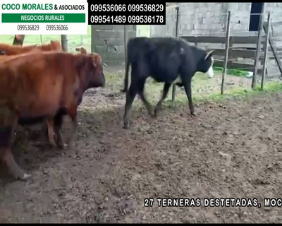 Lote 27 Terneras en Ptas.del Perdido, Soriano