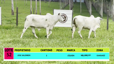 Lote LOTE 52 - 2 VAQUILLAS PREÑADAS CBO  0