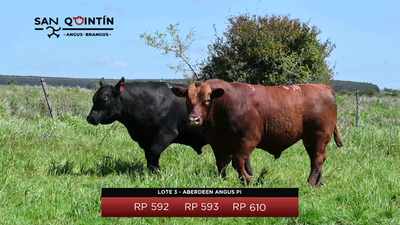 Lote LOTE 3 - ABERDEEN ANGUS PI