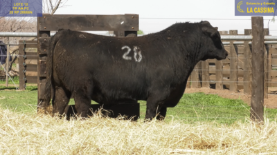 Lote TOROS ANGUS PURO CONTROLADO