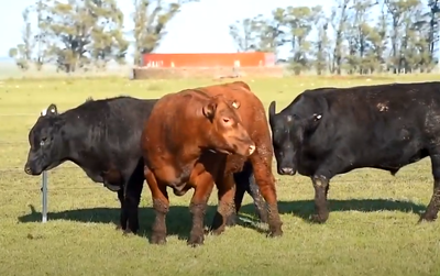 Lote 3 Toros PPI 2 años