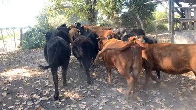 Lote 18 Vaquilla Engorda en San Clemente, VII  Región Maule