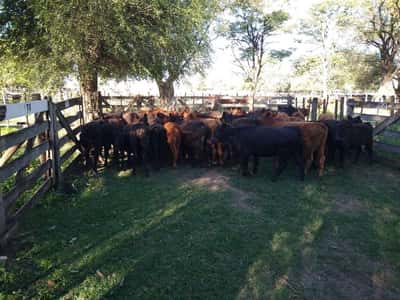 Lote 48 Terneras en Gral. Lamadrid, Buenos Aires
