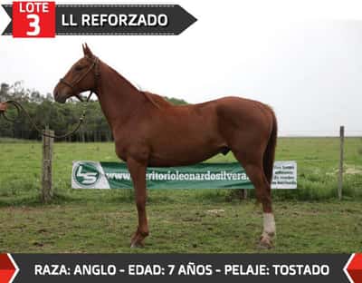Lote LL REFORZADO