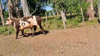 Lote Toros NORMANDO en PALMA SOLA