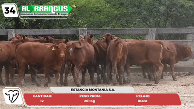 Lote LOTE 34