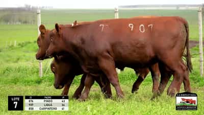 Lote 3 Toros Red Angus, Durazno