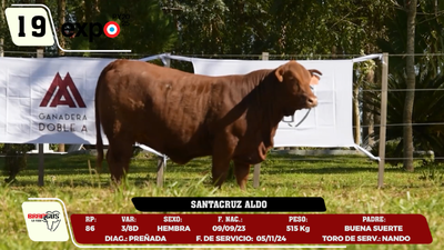 Lote LOTE 19