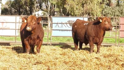 Lote TOROS PP