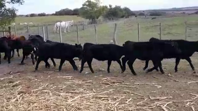 Lote TERNERAS