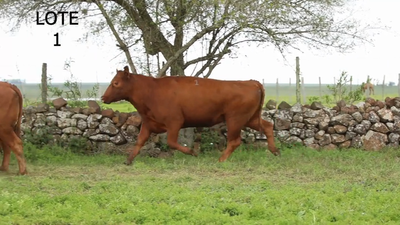 Lote VACAS Y VAQUILLONAS RED ANGUS