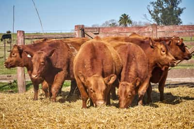 Lote "TRES MOLINOS" Vaquillas Controladas Preñadas