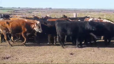 Lote (Vendido)49 Novillos 315kg -  en Buena Vista