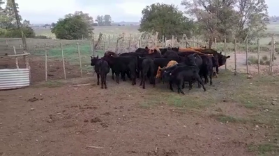 Lote TERNERAS