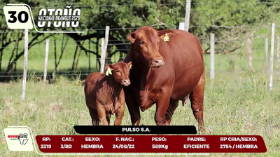 Lote LOTE 30