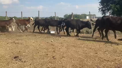 Lote 8 Terneros Angus  y Cruzas 100kg -  en Nueva Helvecia