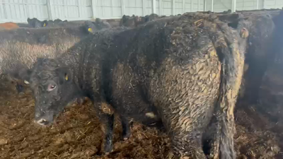 Lote 45 Novillo Gordo en Llanquihue, X Región Los Lagos
