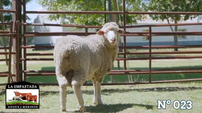 Lote Merino Donhe
