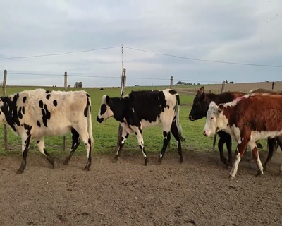Lote (Vendido)8 Vaquillonas  2 HE,  2 NO X HO,  1 NO,  2 NO X RA,  1 CH X HE 297kg - , Colonia