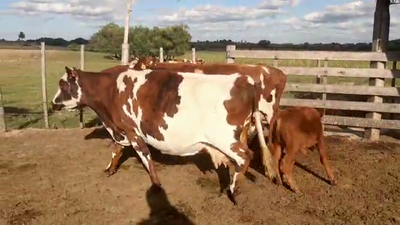 Lote 6 Piezas de cría NORMANDO Y CRUZA 450kg - , San José