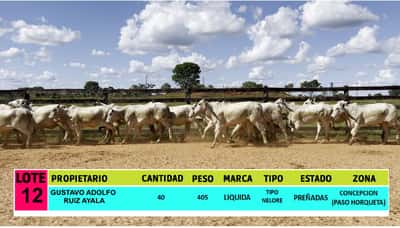 Lote LOTE 12 - 40 VAQUILLAS PREÑADAS CBO 0