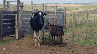 Lote PIEZAS DE CRIA