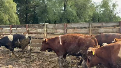 Lote 20 Novillo Gordo en Los Ángeles, VIII Región Biobío