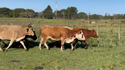 Lote 35 Vacas de invernar en Virasoro, Corrientes