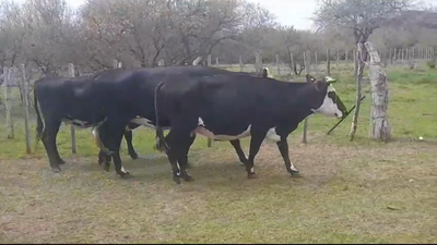  3 Vaquillonas/Vacas Gordas  - 450kg en Colonia POLANCOS