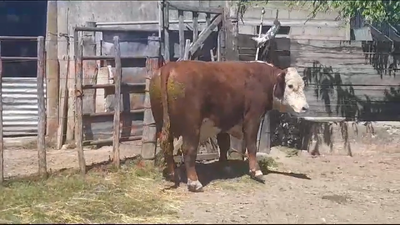 Lote TORO PI - RP 279