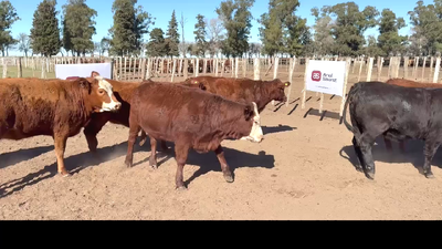 Lote 45 VAQUILLONAS