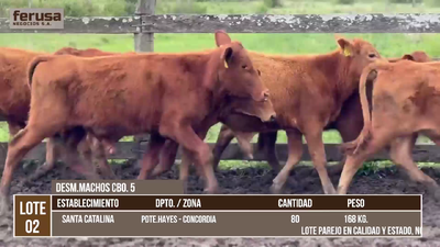 Lote LOTE 2