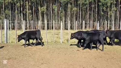 Lote TERNEROS