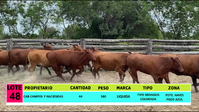 Lote LOTE 48 - 44 VAQUILLAS CBO 0