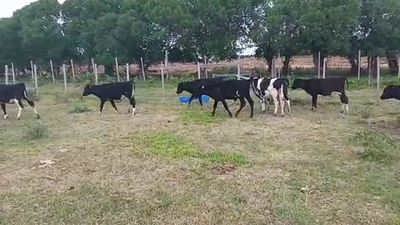Lote 15 Terneros HOLANDO 130kg - , San José