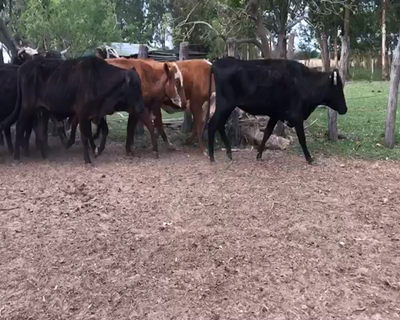 Lote 36 Vacas de invernar en Bella Vista, Corrientes