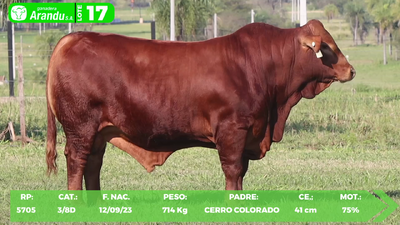 Lote LOTE 17