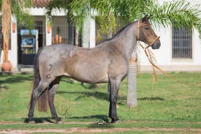 Lote RP 7 - Mosco