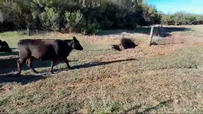 Lote 116 Vaquillonas C/ gtia de preñez en Carhue, Buenos Aires