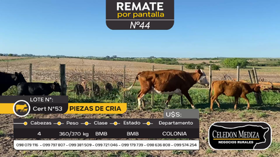 Lote 4 Piezas de cría en Otra Localidad, Colonia