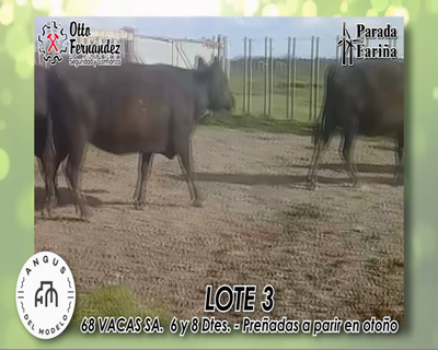 Lote 68 VACAS SA. 6 Y 8 DTES. PREÑADAS A PARIR EN OTOÑO