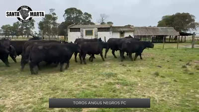 Lote Toros Angus PC-Con genomica de Santa Marta de Cinque