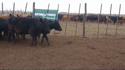 Lote 25 Vacas CUT PÑ en Pehuajo