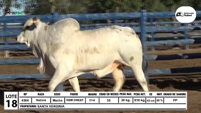 Lote Toros Nelore, Loma Plata