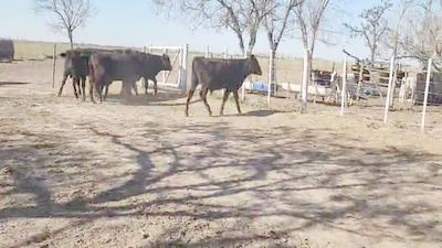 Lote 6 Terneros Angus y Cruzas en Sarmiento, Santa Fe