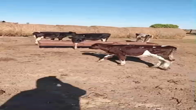 Lote 10 Novillitos Holando Argentino en Porteña, Córdoba