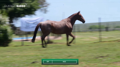 Lote Macho de Andar, Cerro Largo