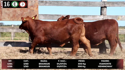 Lote LOTE 16