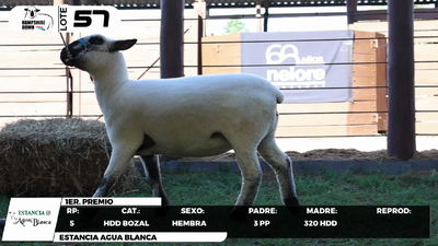 Lote LOTE 57- BOZAL